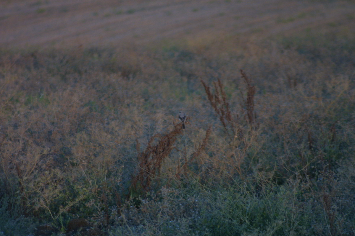 Averla cenerina chiedo conferma